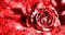 a rose of love against the background of a thousand hearts for Valentine\\\'s Day