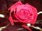 ROSE-THE LOVER GIFT`S