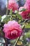 Rose macro, retro photo filter effect