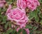 Rose Madame Caroline Testout. An excellent climbing rose with large, rose-pink flowers and with light fragrance