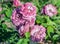 Rose magenta cluster of tender lilac flowers
