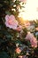 Rose mallow from hibiscus blooming