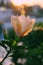 Rose mallow from hibiscus blooming