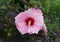 Rose Mallow Hibiscus \\\