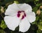 Rose Mallow or Syrian ketmia, Hibiscus syriacus, flower close-up with bokeh background, selective focus, shallow DOF