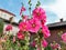 Rose mallows growing in summer garden by blue sky. Pink Hibiscus moscheutos growth near house