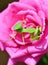 rose mantis pink green insect insects macro