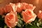 Rose Many Gentle Pink Buds Petals Bouquet Background