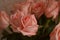 Rose Many Gentle Pink Buds Petals Bouquet Background