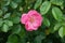 Rose \\\'Marion\\\' blooms profusely with pink flowers in the garden. Berlin, Germany