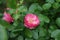 Rose \\\'Marion\\\' blooms profusely with pink flowers in the garden. Berlin, Germany