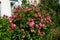 Rose \\\'Marion\\\' blooms profusely with pink flowers in the garden. Berlin, Germany