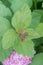 Rose meadowsweet Spiraea splendens, pinkish buds