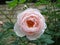 Rose of milky pink color Boule de Neige