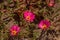 Rose Moss blooming Portulaca pilosa. The flower of the purslane is pink in orange stamens