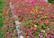 Rose Moss blooming Portulaca pilosa garden flowerbed.