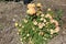 Rose moss Portulaca grandiflora 8