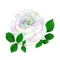 Rose multicolored simple stem with leaves vintage on a white background vintage vector illustration