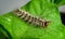 Rose myrtle lappet caterpillar Trabala Vishnouon a green Winged bean leaf overhead view, close-up macro shot