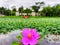 A rose myrtle Rhodomyrtus tomentosa flower and leaves are in lake with selective focus on blurred green leaves and cloudy sky