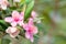 Rose myrtle (Rhodomyrtus tomentosa) pink flowers.