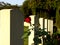 Rose n\' Tombstones