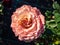 Rose \\\'New duet\\\' flowering with cream and pink flowers with peachy center