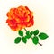 Rose orange flower vector