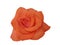 Rose orange isolated anniversary on white background head