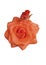 Rose orange isolated freshness anniversary on white background head