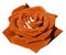 Rose orange on white isolated background with clipping path. Closeup. Side view.