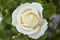Rose paintings, color-colored roses, white roses in the garden