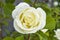 Rose paintings, color-colored roses, white roses in the garden