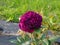 Rose \\\'Palais Biron\\\' flowering with medium sized, fully double flowers in deep purple violet colour in the park i