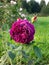 Rose \\\'Palais Biron\\\' flowering with medium sized, fully double flowers in deep purple violet colour in the park i