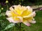 Rose Peace flowering in an English garden
