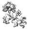 Rose peony flower vintage Baroque Victorian frame border floral ornament scroll engraved retro pattern tattoo filigree vector