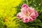 Rose peony on solar flowerbed by springtime