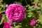 A Rose - perennial flower shrub vine of genus Rosa