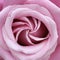 Rose Perfect Spiral