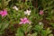 Rose periwinkle, colorful decoration plant flower and medical herb