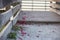 Rose petals on beach pier