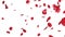 Rose petals Falling, against white, stock footage