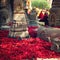 Rose petals for offering respect - retro filter photo. Bodh Gaya.