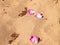 Rose petals on sand as nature background