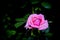 Rose photographed on dark background