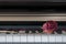Rose on a piano