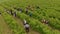 Rose picking festival aerial view