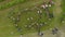 Rose picking festival aerial view
