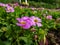 Rose-pink blooms with yellow hearts of Oxalis depressa or Oxalis Inops wood sorrel with silvery-green, clover-like foliage